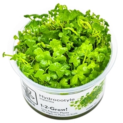 Hydrocotyle tripartita 1-2 grow